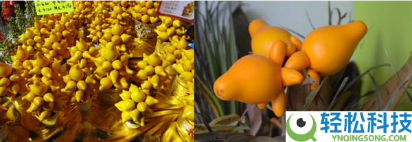 过年摆它想招财 咬一口却进病院