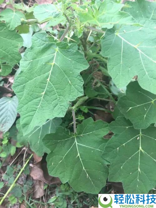 过年摆它想招财 咬一口却进病院