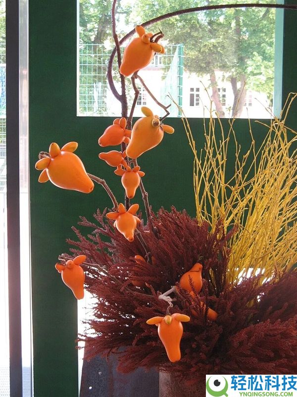 过年摆它想招财 咬一口却进病院