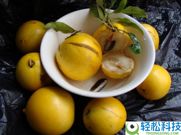 过年摆它想招财 咬一口却进病院