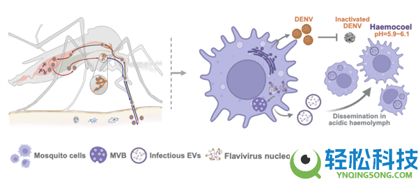 清华大学破解百年谜题：为啥蚊子带病毒却不病发？