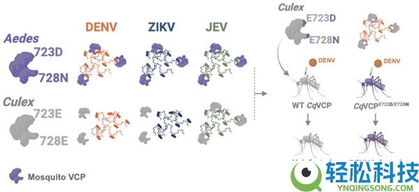 清华大学破解百年谜题：为啥蚊子带病毒却不病发？