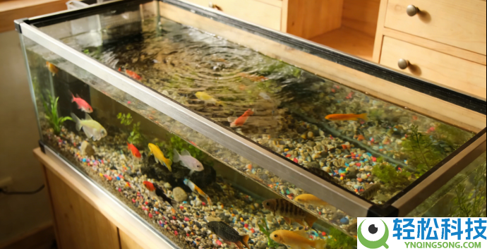 宠智灵科技鱼类AI模组：构建水族行业集体级智能经管新系统