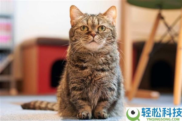 长城猫火出圈：外国旅客失守了