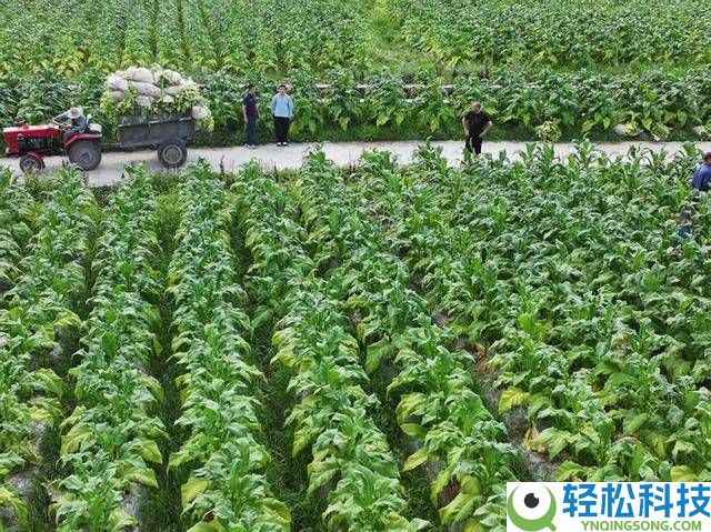 “金叶”铺就复兴路 深耕管理聚民意——民乐村的静默演变与盼望答卷