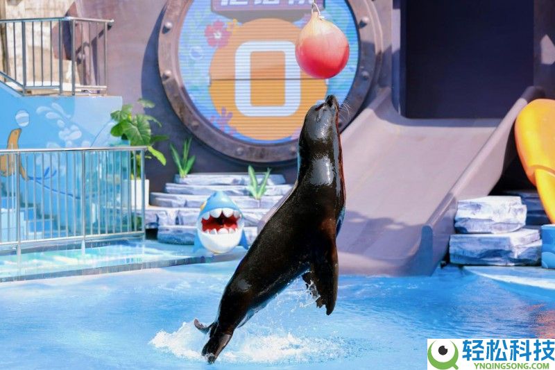 央视认证“小时迁” 万株郁金香花海  小梅沙这个春节年味儿浓