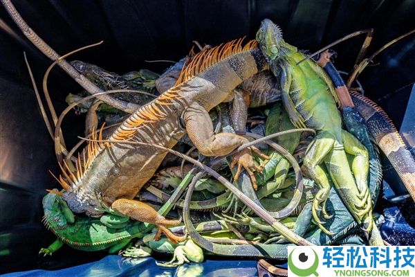 美国男人捡走冻僵的外来物种并吃掉 却遭网友训斥