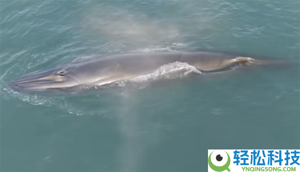曝网红鲸鱼“刀疤哥”被一渔船高速撞击 官方回应：将依法处置