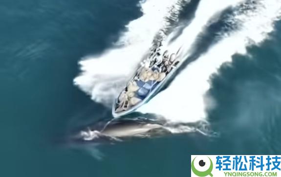 曝网红鲸鱼“刀疤哥”被一渔船高速撞击 官方回应：将依法处置