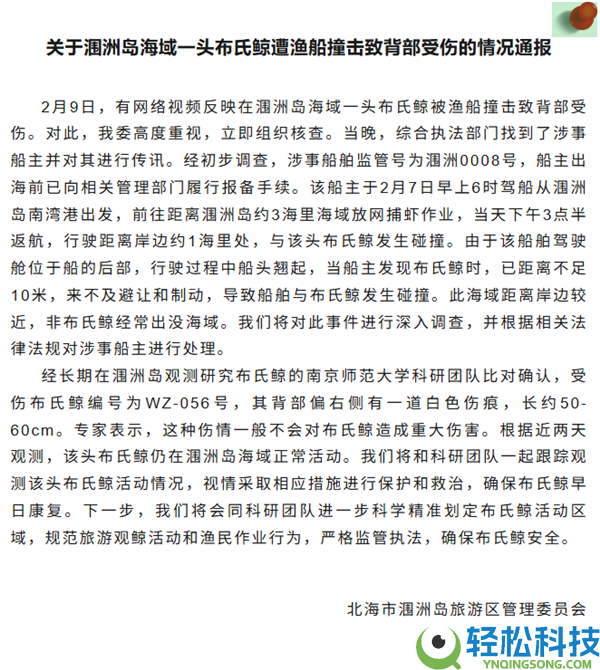 曝网红鲸鱼“刀疤哥”被一渔船高速撞击 官方回应：将依法处置