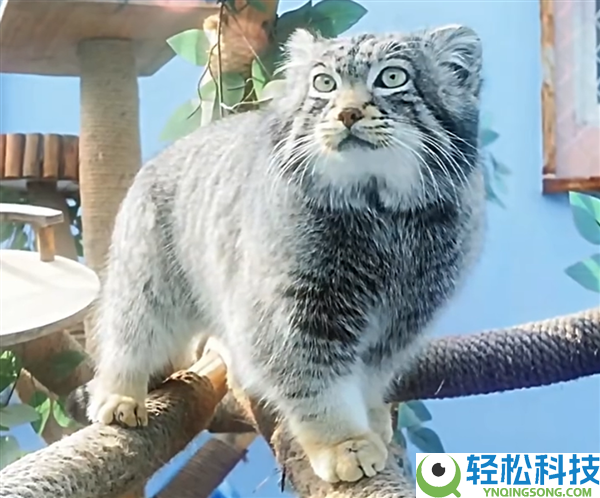 狲思邈实惨：妻子狲尚香、女儿狲大娘、儿子狲三郎也都作古了