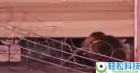 刷视频刷到饭铺被两只黑熊破门闯入,店东懵了：这不是我家店吗