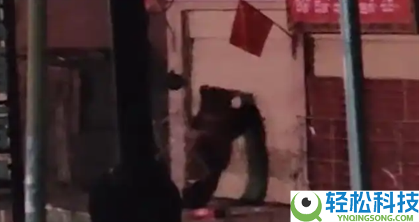 刷视频刷到饭铺被两只黑熊破门闯入,店东懵了：这不是我家店吗