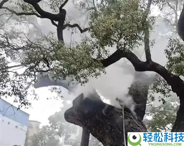 小孩顺手扔鞭炮 1200岁古樟树被烧 官方：立刻挽救 将追责