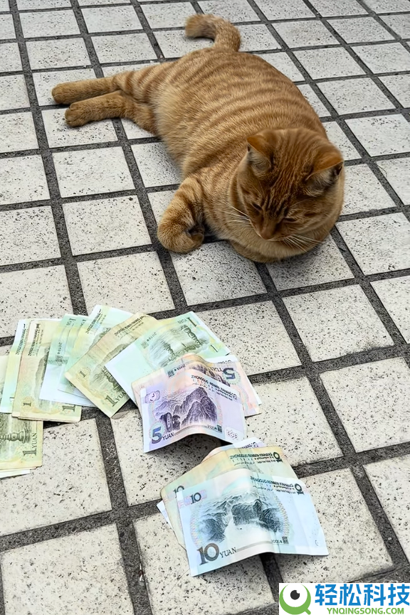 90后男生上门喂猫 春节能赚16万引热议：律师提示