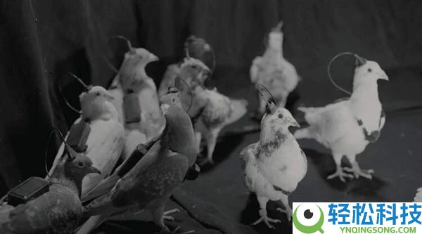 通俗鸽子就能革新成生物无人机 这家俄罗斯公司对鸽子下手了