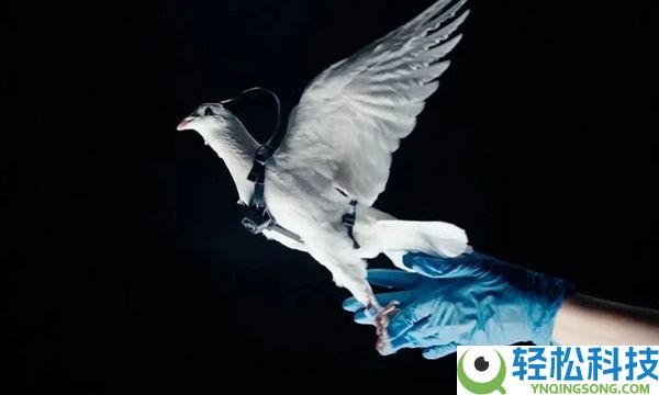 通俗鸽子就能革新成生物无人机 这家俄罗斯公司对鸽子下手了