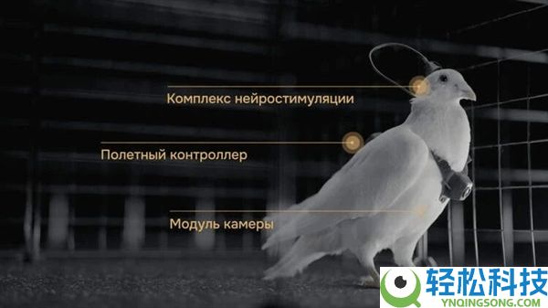 通俗鸽子就能革新成生物无人机 这家俄罗斯公司对鸽子下手了