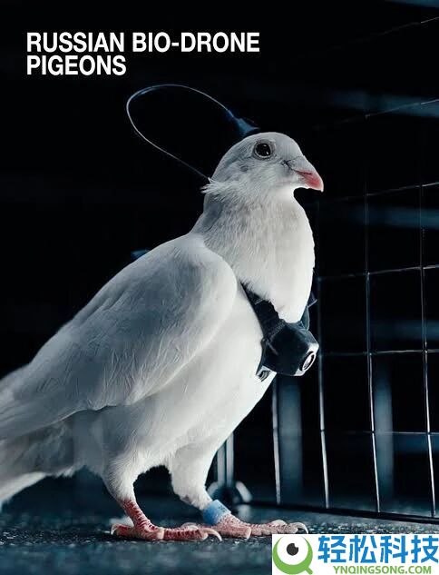 通俗鸽子就能革新成生物无人机 这家俄罗斯公司对鸽子下手了