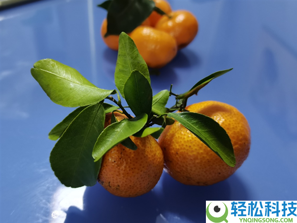 过年狂炫砂糖橘 我妈说我脸黄得像村口大黄狗