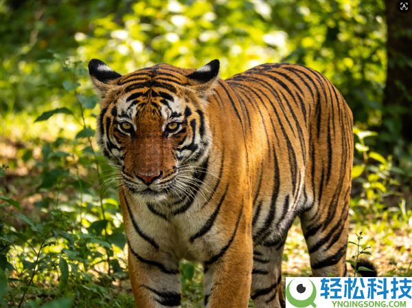 泰国清迈12天内72只老虎死亡 曾呈现嗜睡发热症状 官方传递死亡原因