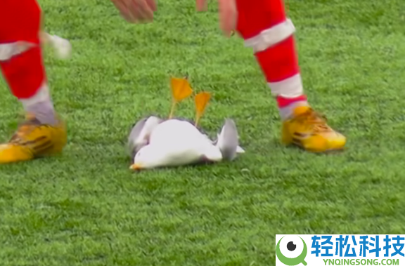 土耳其球员踢球不测击中一只海鸥 队长胸外按压2分钟将其救活