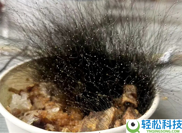 牛肉饭忘办公室节后长出15cm黑发 视觉效果极具打击力