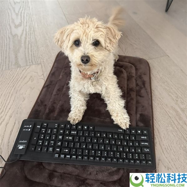 离谱,工程师让小狗乱按键盘：AI竟真把乱码做成了游戏