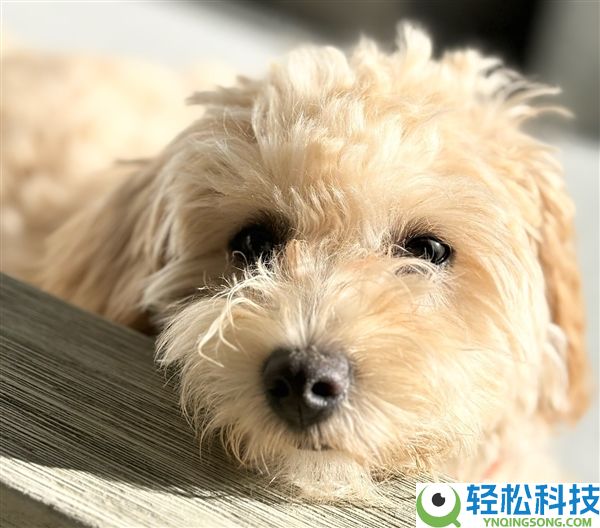 离谱,工程师让小狗乱按键盘：AI竟真把乱码做成了游戏