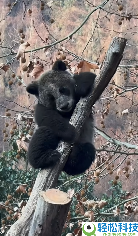 “全网最黑”大熊猫引热议 网友：认为是AI 制止Cos黑熊