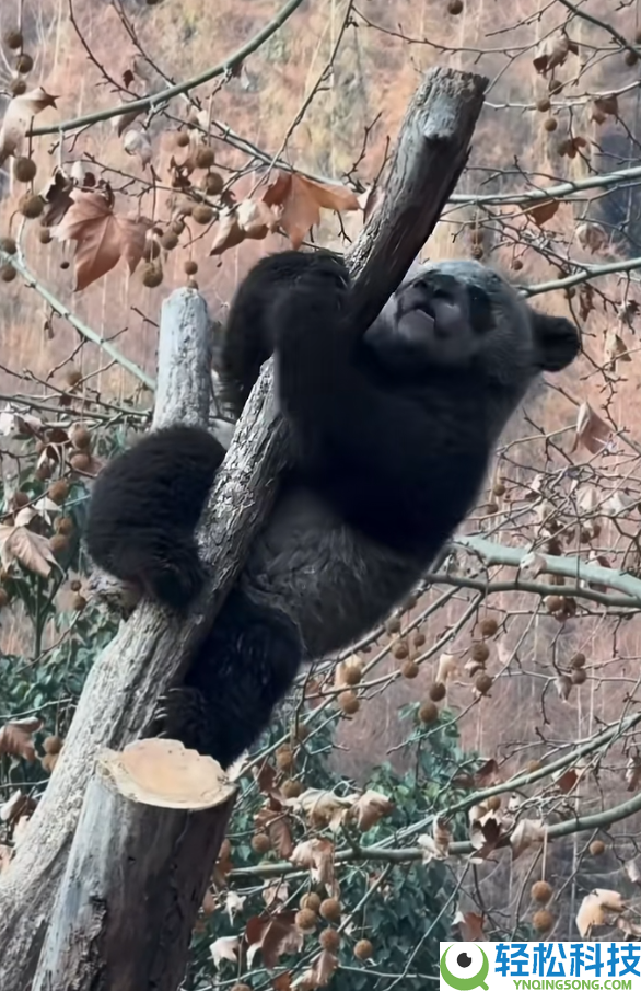 “全网最黑”大熊猫引热议 网友：认为是AI 制止Cos黑熊