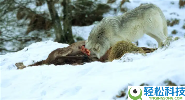 为什么肉食生物更喜好猎物的内脏 而人类却更喜好吃肌肉？