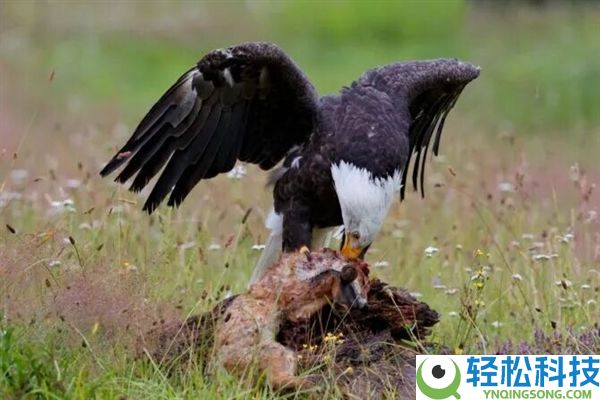 为什么肉食生物更喜好猎物的内脏 而人类却更喜好吃肌肉？