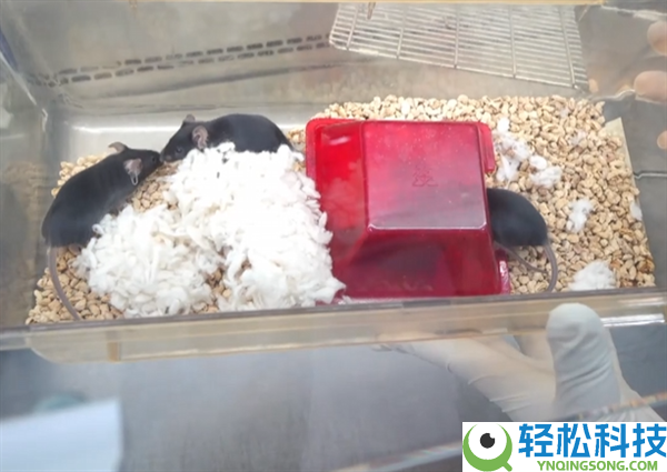 太空小鼠顺利消费第三窝鼠宝宝：比通俗地下小鼠更能生