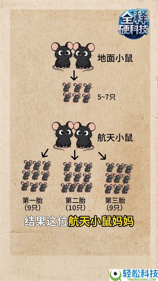 太空小鼠顺利消费第三窝鼠宝宝：比通俗地下小鼠更能生
