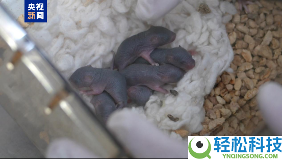 太空小鼠顺利消费第三窝鼠宝宝：比通俗地下小鼠更能生