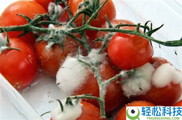 水果发霉了 切掉发霉部份还能吃吗:专家建议直接抛弃