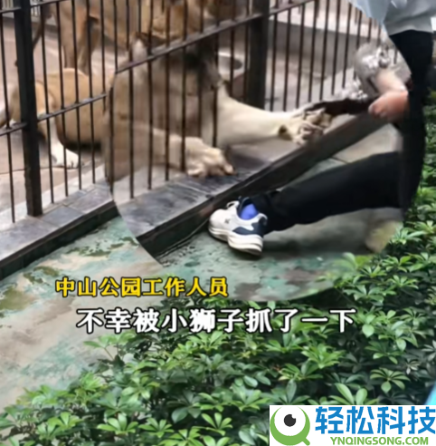 广东一公园惊魂刹时：女孩投喂狮子被死死捉住