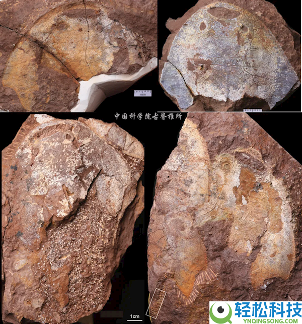 4.38亿年前武宁西海鱼化石现身 恢复图呆萌