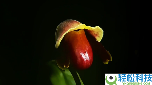 专家拜托给新种类兜兰征名 “炸糊的花生米戴黄帽”高居第一