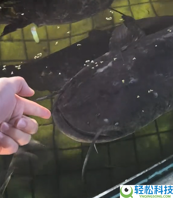 男人途经水产店一时髦起把手伸进池里 被大口鲶鱼突袭咬伤