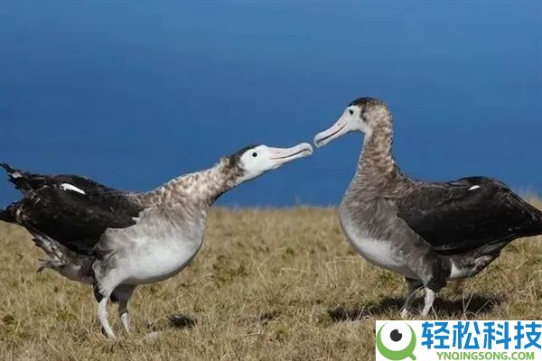 人类脱离了 一群牛统治一座岛