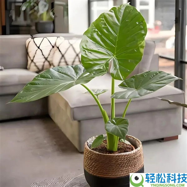 有毒偏不信 男人“舔了一口”野生绿植被告急送医