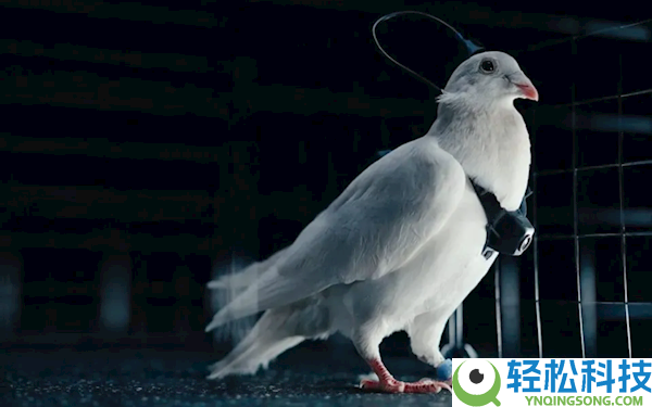 俄罗斯一公司将鸽子变脑控无人机：一天飞翔500千米无需换电池