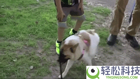 这类狗狗天生没脖子 像被硬生生拍扁了