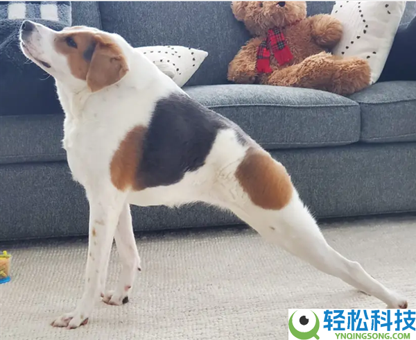 这类狗狗天生没脖子 像被硬生生拍扁了