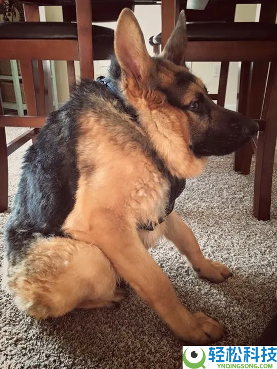 这类狗狗天生没脖子 像被硬生生拍扁了