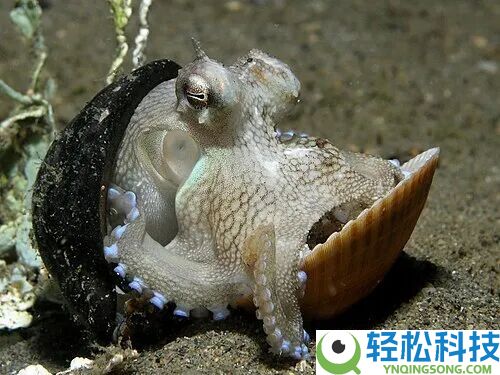 这类海洋里的“大聪慧” 仍是被人煎、烤、炸后端上餐桌