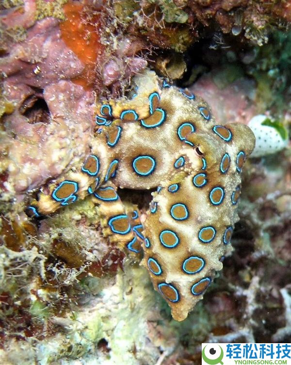 这类海洋里的“大聪慧” 仍是被人煎、烤、炸后端上餐桌