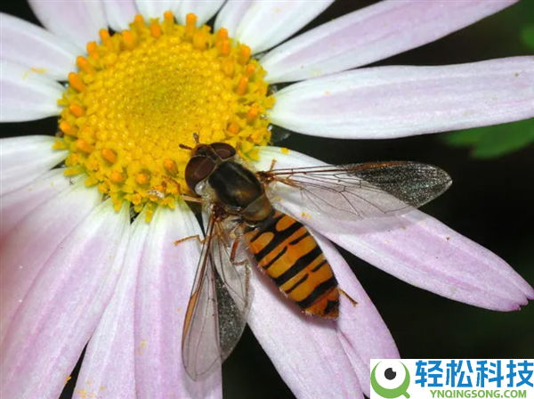 初春第一批开花的植物 为什么花朵都是黄色、白色?